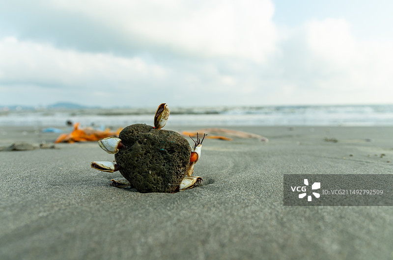 海边的鹅颈藤壶特写图片素材