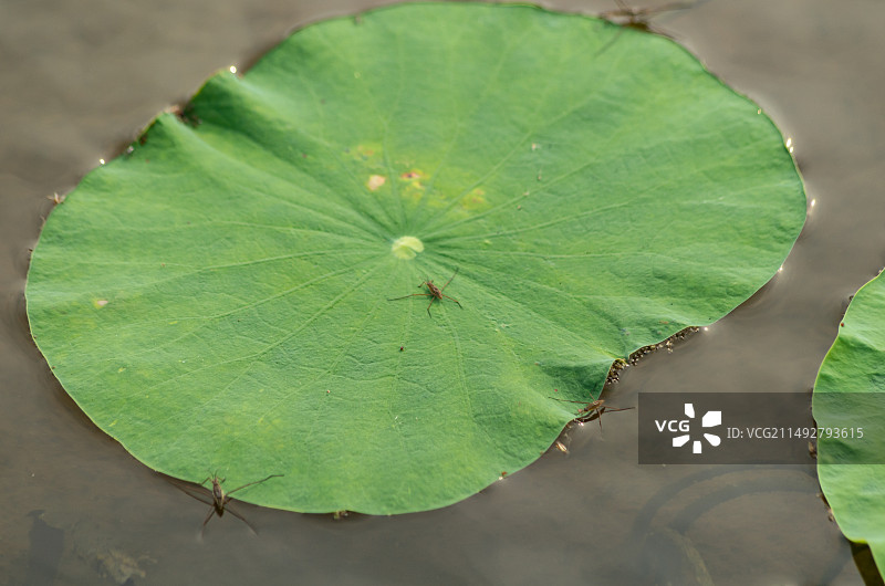 台山莲藕塘里的水黾图片素材