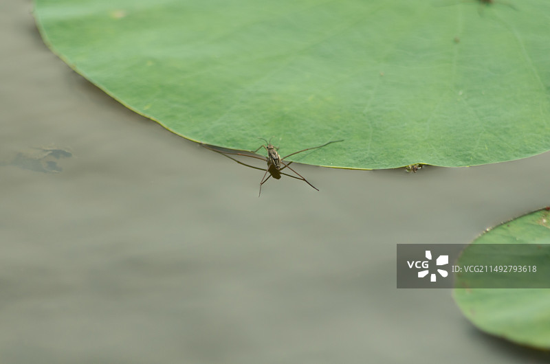 台山莲藕塘里的水黾图片素材