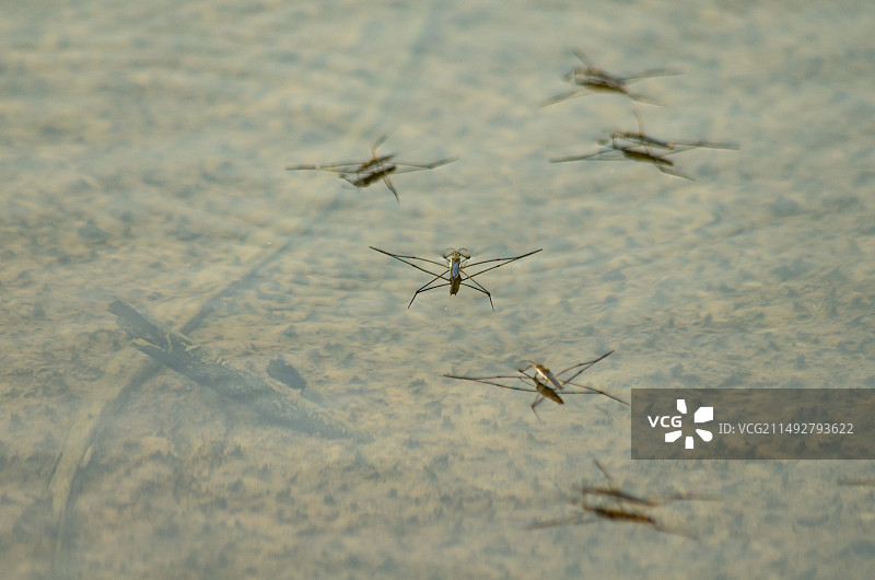 台山莲藕塘里的水黾图片素材