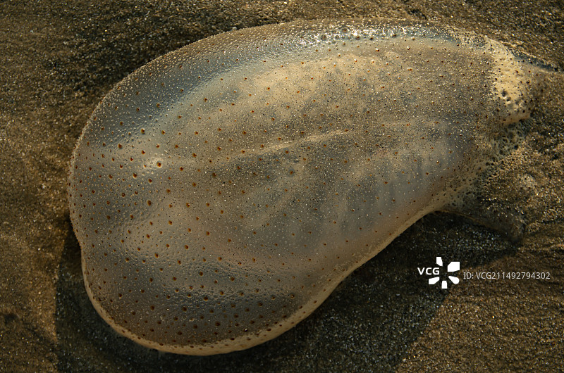 海滩上的水母，海蜇图片素材