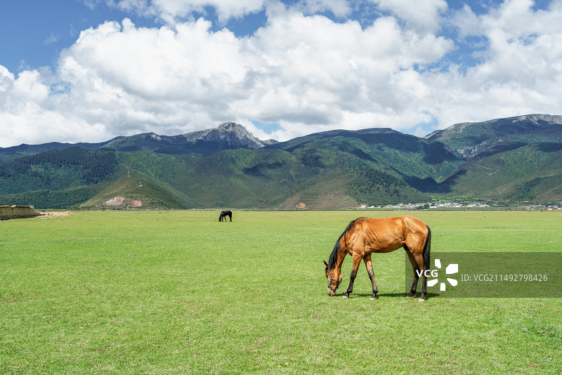 阳光牧场图片素材
