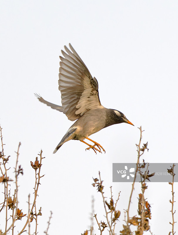 飞跃中的丝光椋鸟图片素材