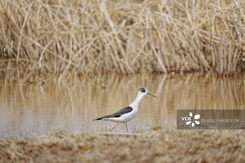 水边黑翅长脚鹬特写抓拍图片素材