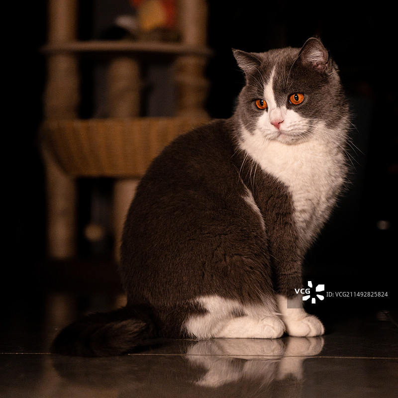 胖乎乎的小猫图片素材