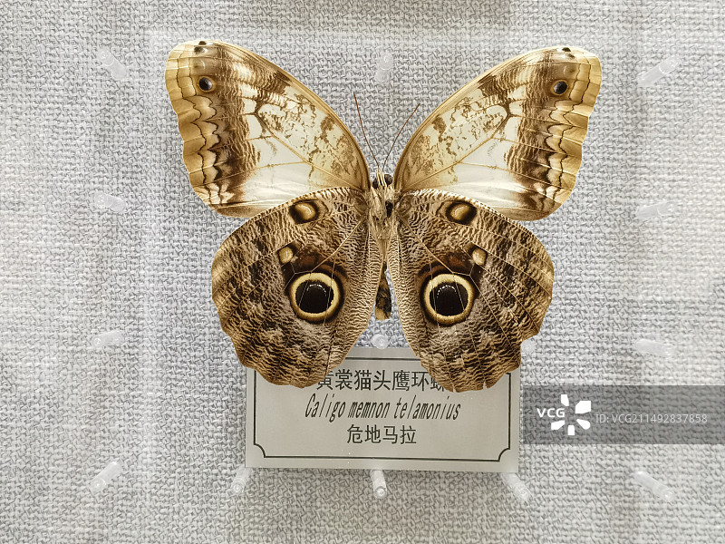 蝴蝶标本的特写镜头图片素材