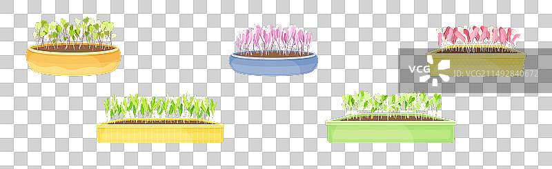 盆栽中的新鲜微型蔬菜图片素材