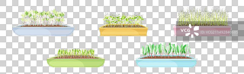 盆栽中的新鲜微型蔬菜图片素材