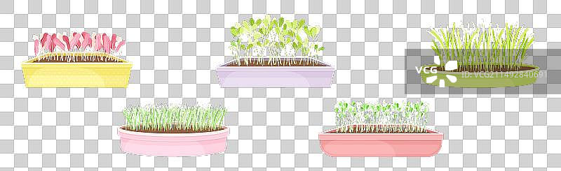 盆栽中的新鲜微型蔬菜图片素材