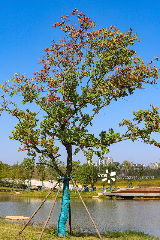 宜昌点军区卷桥河湿地公园 网红公园 春游 露营图片素材