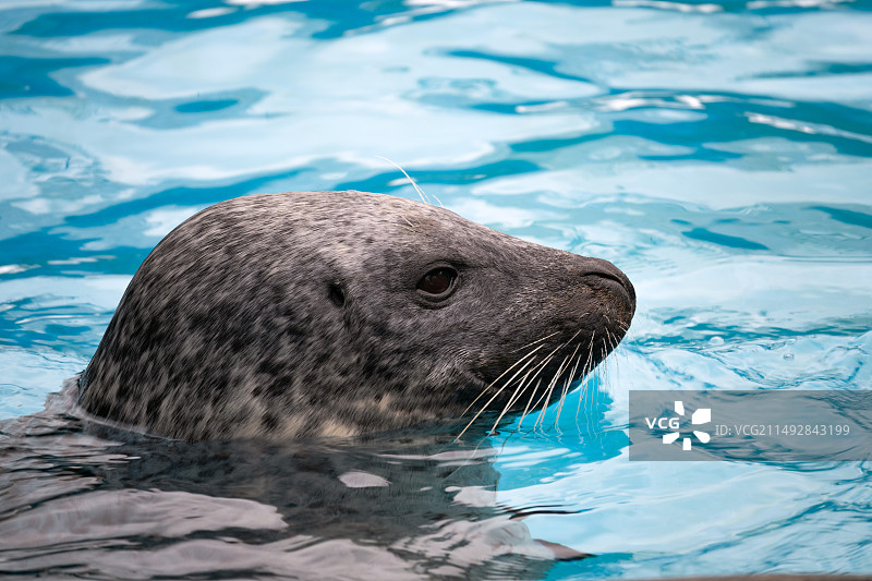 海豹在海里游泳的特写镜头图片素材