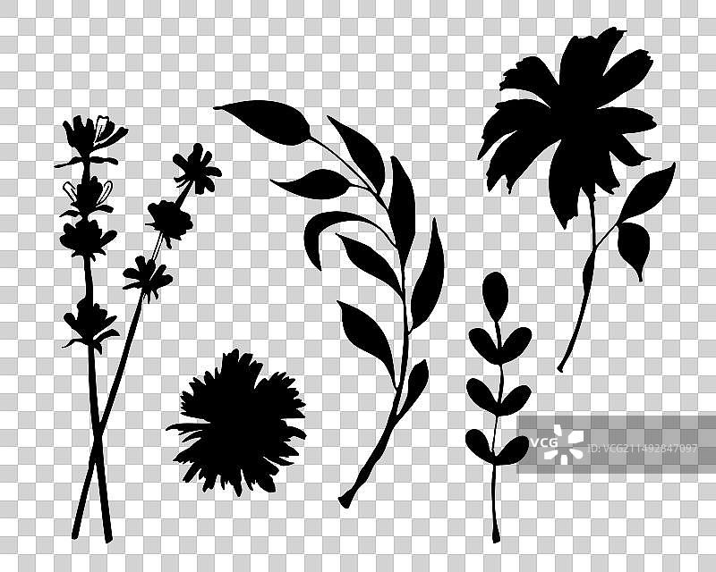 野花和草地花卉合集图片素材