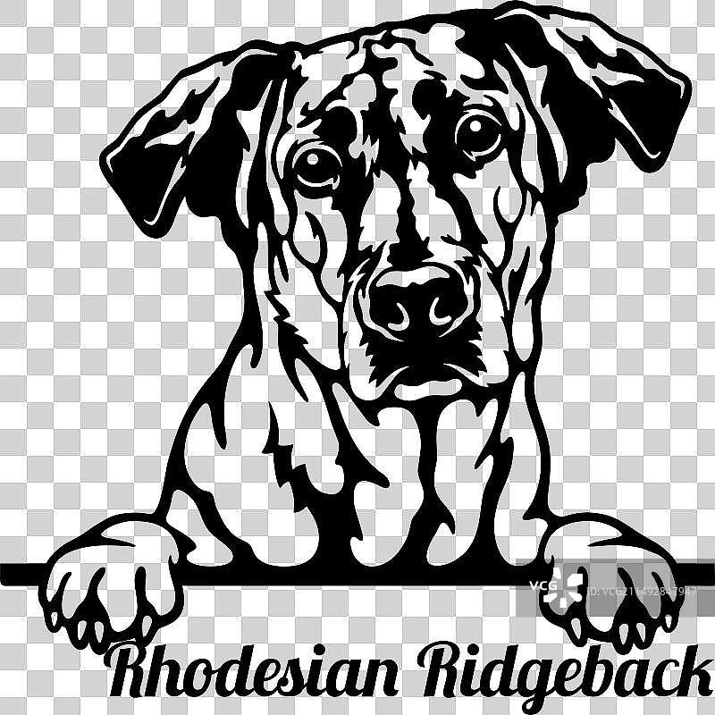 偷看的罗德西亚脊背犬 - 爱狗人士图片素材