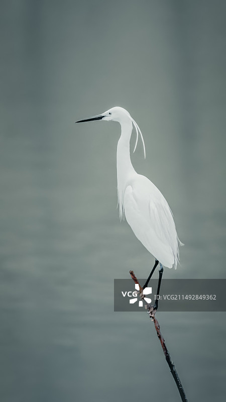 动物，鸟，鹭图片素材