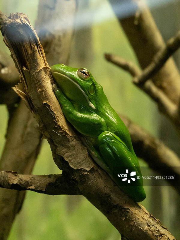 悉尼taronga zoo 巨雨滨蛙图片素材