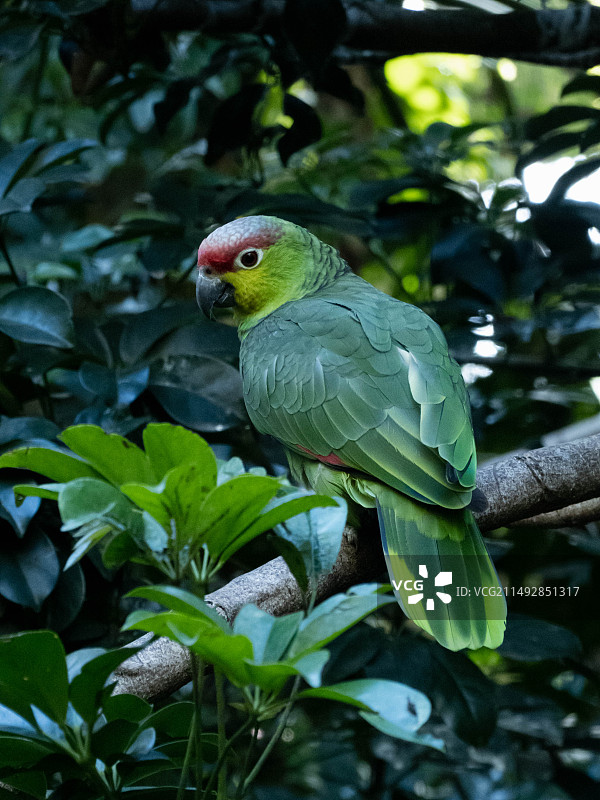 悉尼taronga zoo 红额亚马逊鹦鹉图片素材