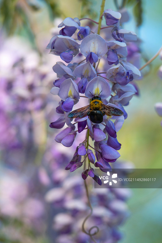 紫藤花上的蜜蜂采蜜 虚化的背景图片素材