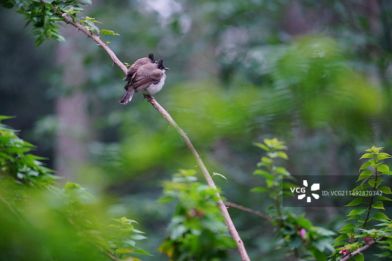 红耳鹎宝宝，雨后出来晒毛了图片素材