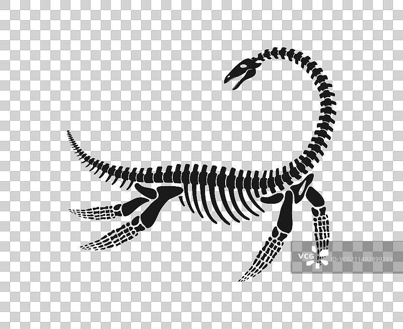 蛇颈龙骨骼化石图片素材