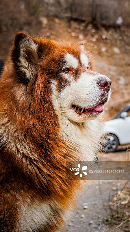狗向别处看的特写镜头图片素材