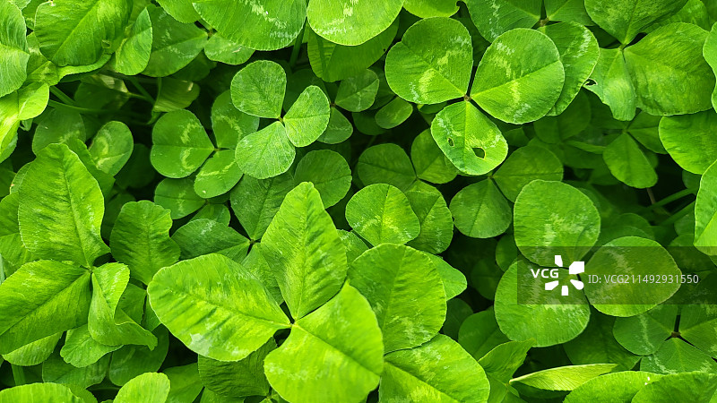 寻找四叶草图片素材