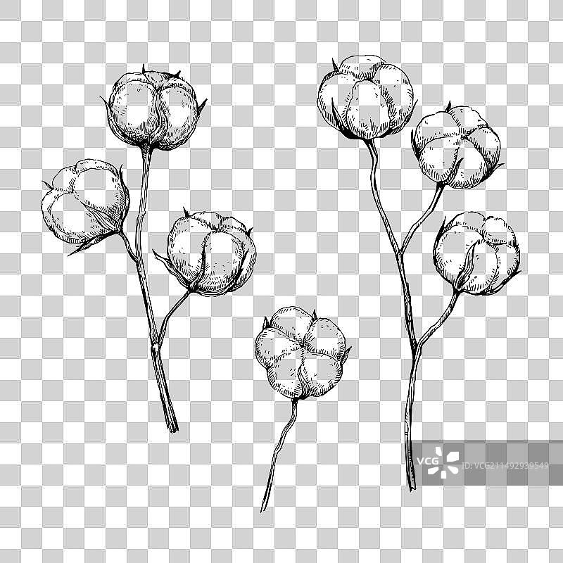 手绘棉花枝墨水元素合集图片素材