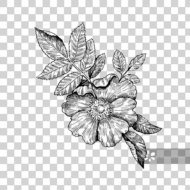 复古蚀刻风格的黑白野生玫瑰图片素材