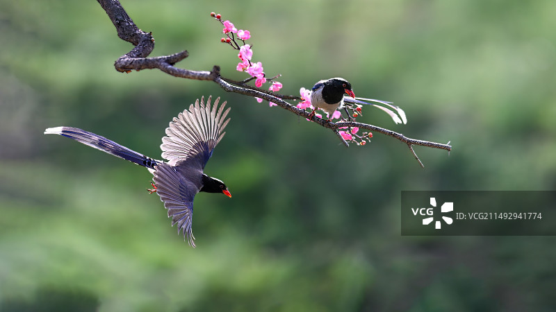 红嘴蓝鹊图片素材