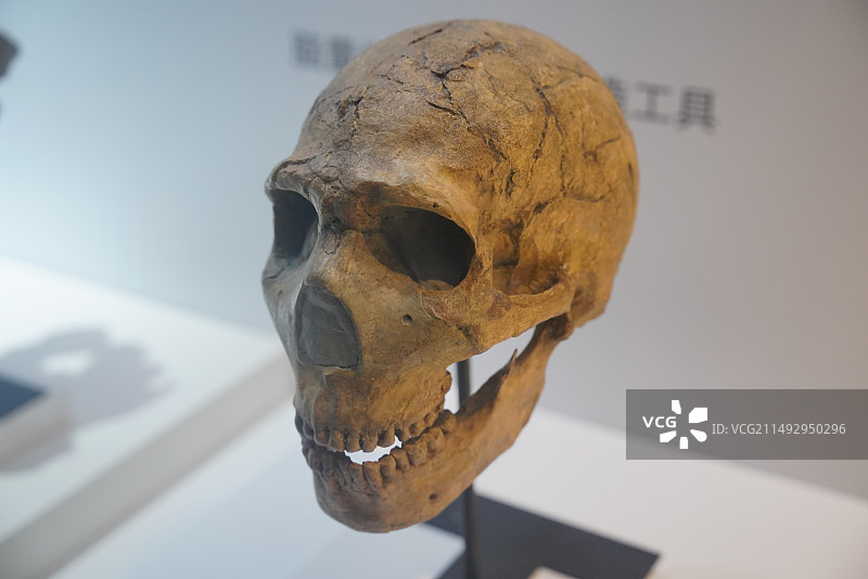 尼安德特人头骨模型图片素材