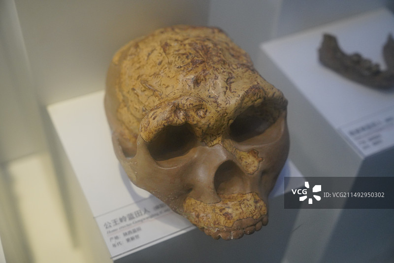 公王岭蓝田人头骨模型图片素材