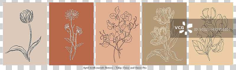 四月生辰花线条艺术画图片素材