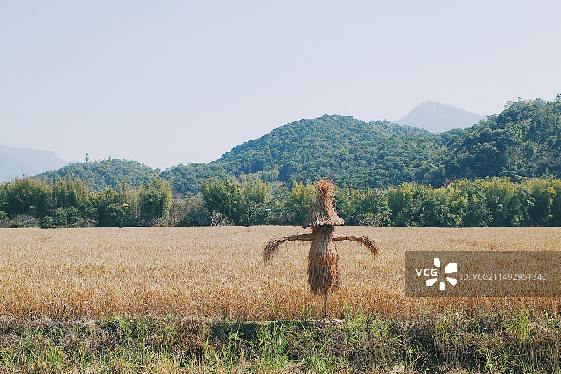 广州市从化区稻田上的稻草人图片素材