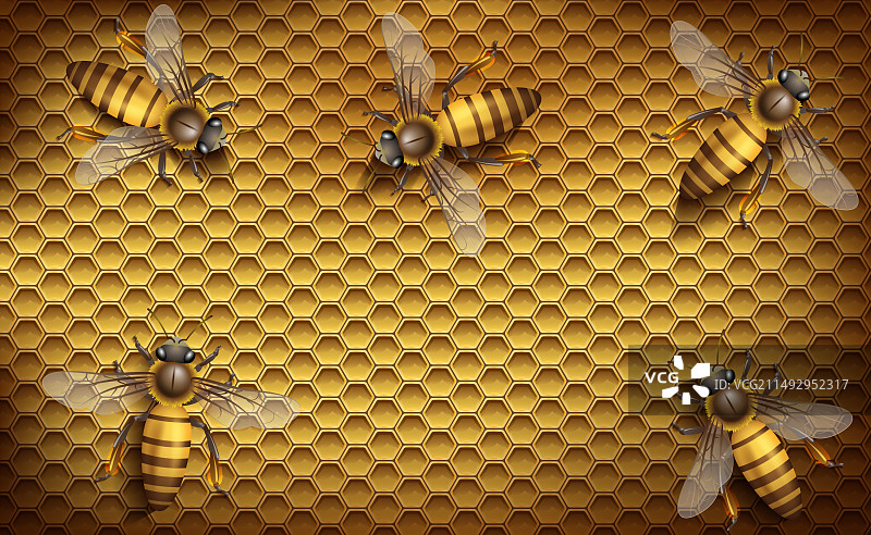 蜂巢上的蜜蜂与蜂蜜图片素材