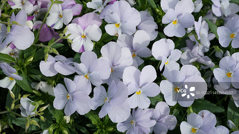 春天的花卉图片素材
