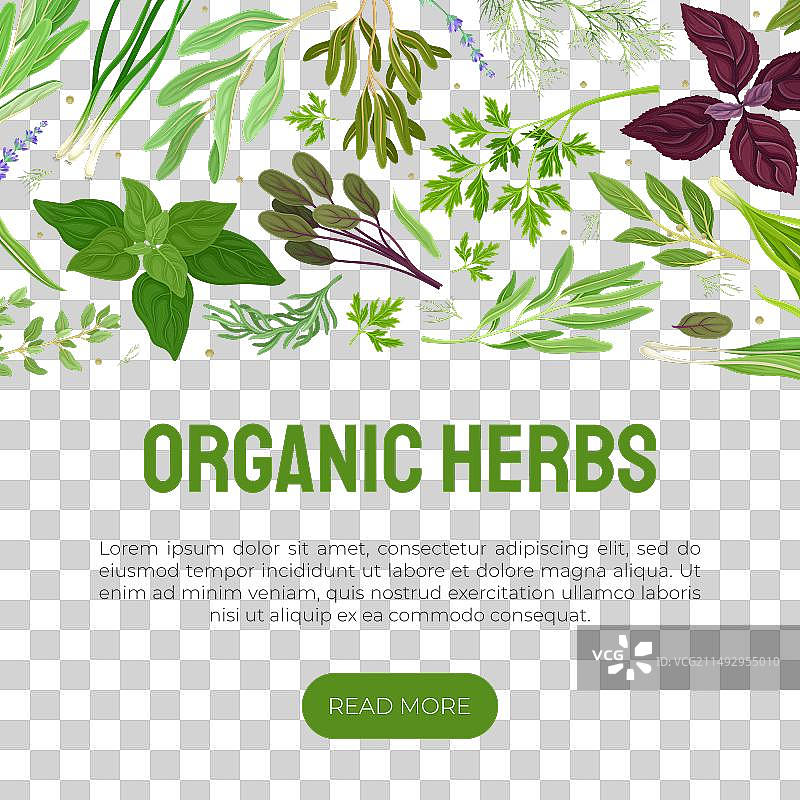 烹饪banner设计的花园香草图片素材