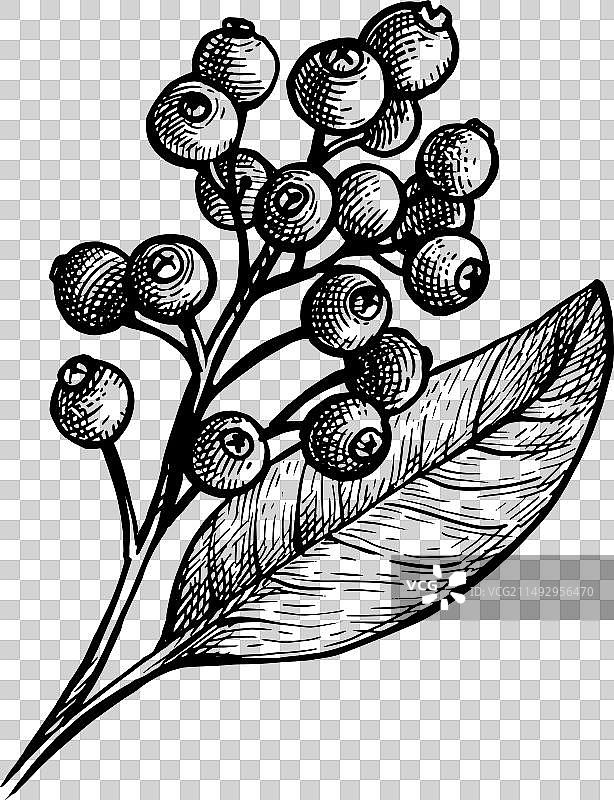 多香果墨水草图图片素材