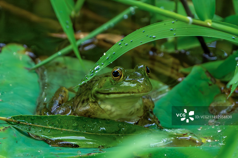 池塘青蛙特写镜头图片素材