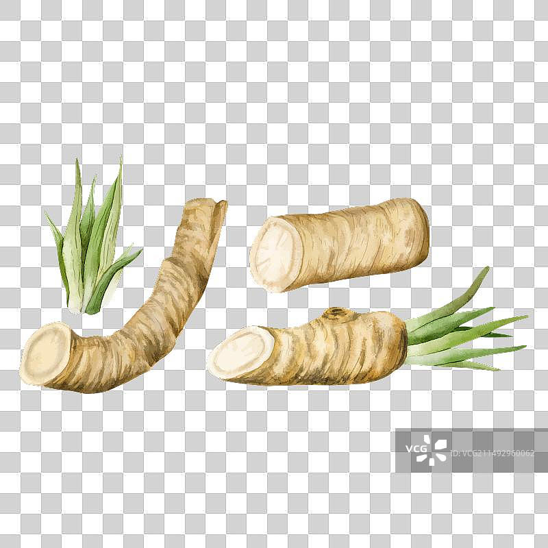 辣根根部集合 有机蔬菜原料植物图片素材