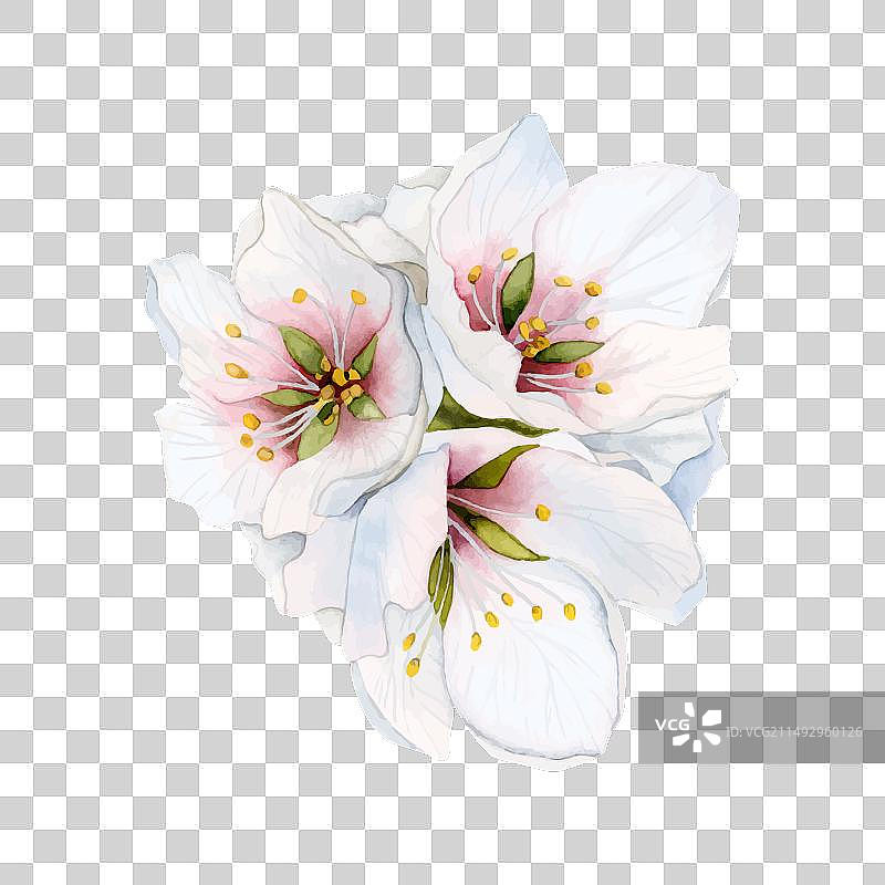 杏花与樱花花束图片素材