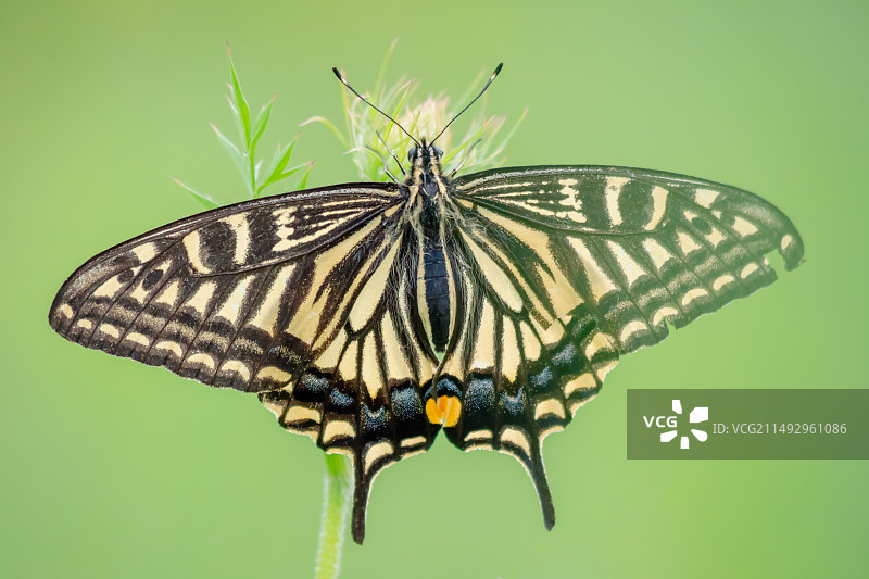 柑橘凤蝶图片素材