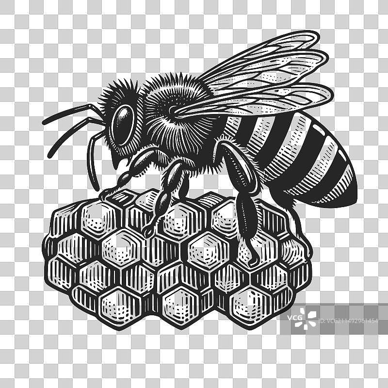 蜜蜂与蜂巢植物雕刻图片素材