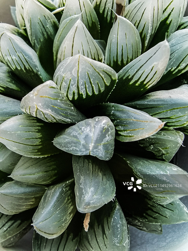 肉质植物全帧拍摄图片素材