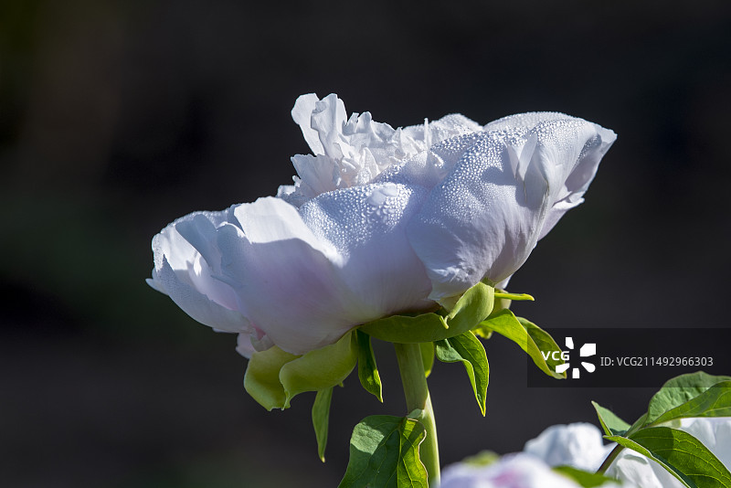 《白牡丹》图片素材