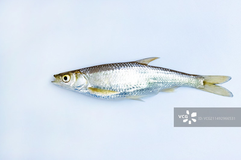 白色背景前的小参条鱼图片素材