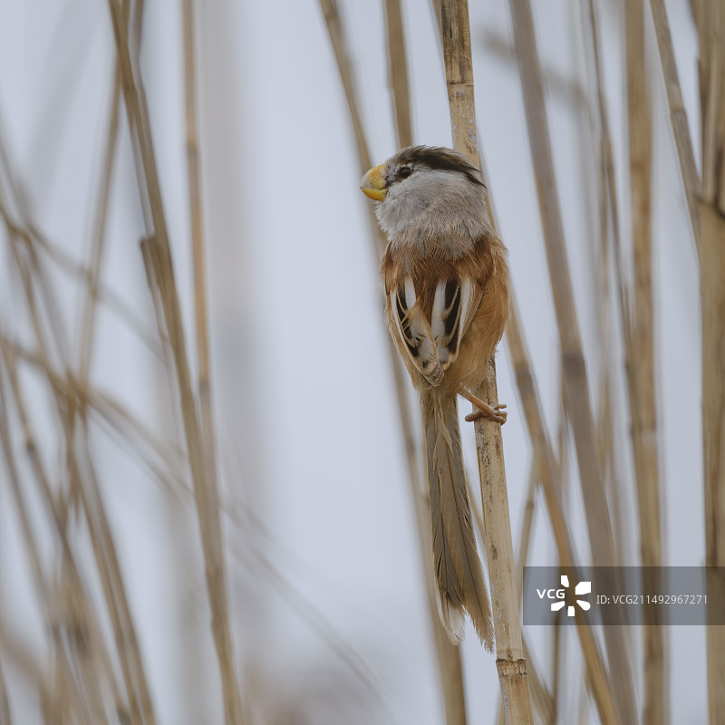 抱住大甘蔗图片素材