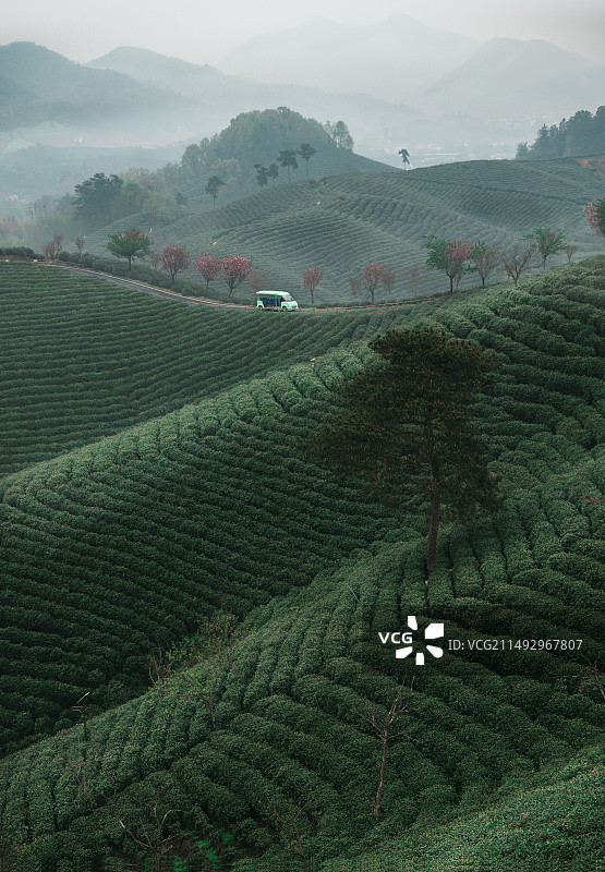 春天茶园梯田里的茶叶图片素材