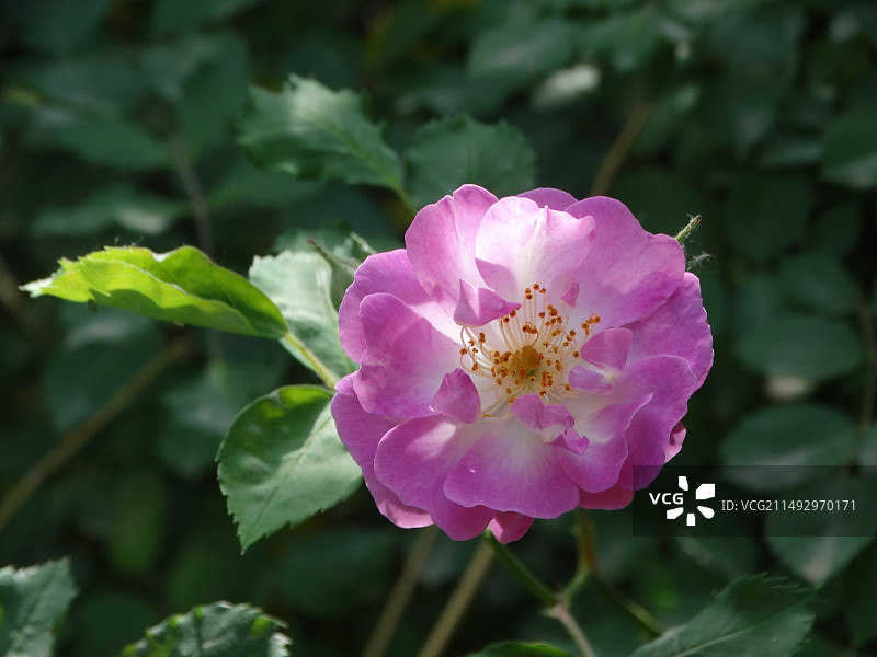 诱人的粉色蔷薇花图片素材