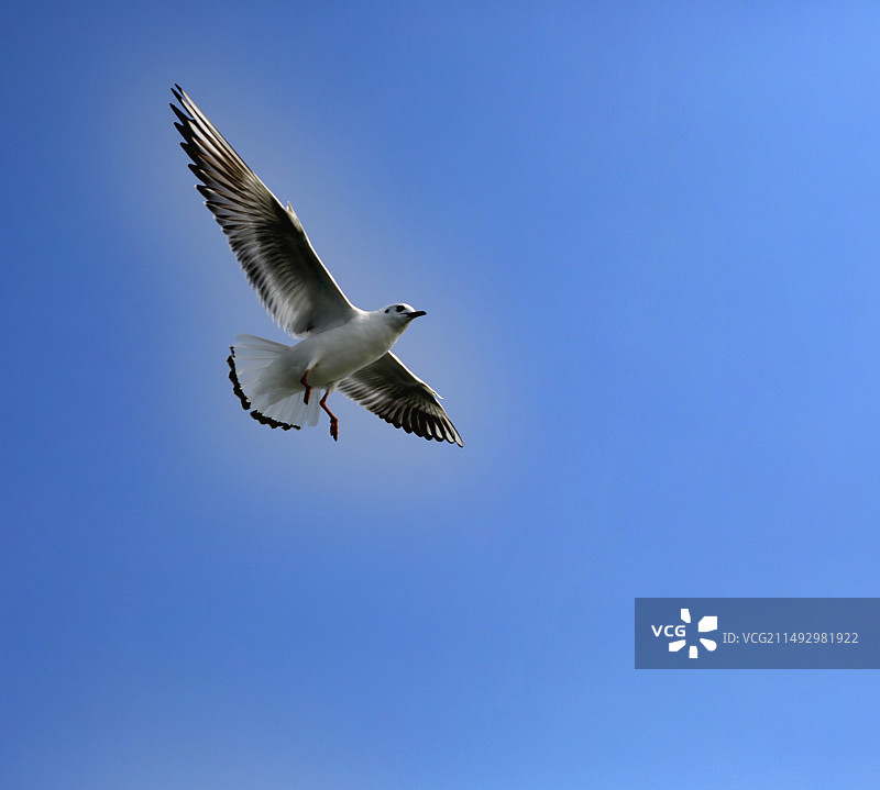 翱翔中的海鸥图片素材