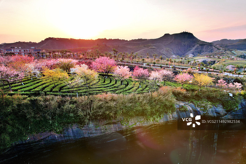 郴州高椅岭樱花茶场乐园图片素材