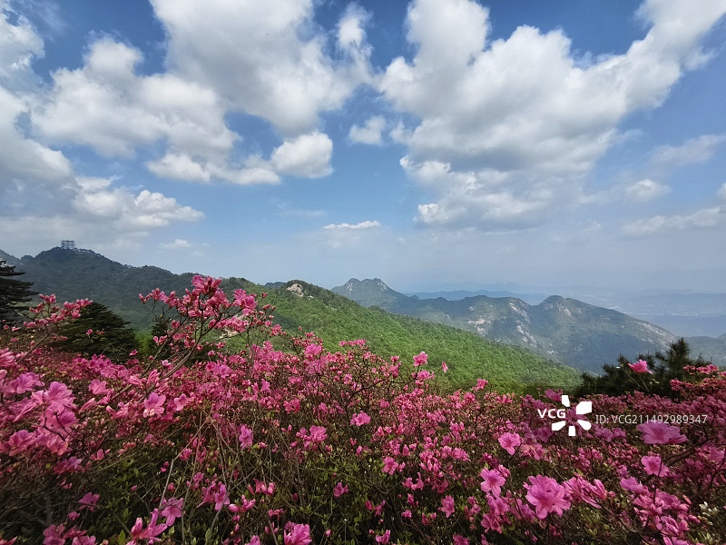 人间四月天 麻城看杜鹃图片素材